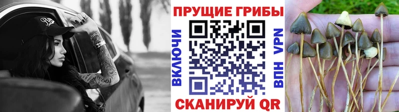 Галлюциногенные грибы MAGIC MUSHROOMS  даркнет официальный сайт  Краснообск 